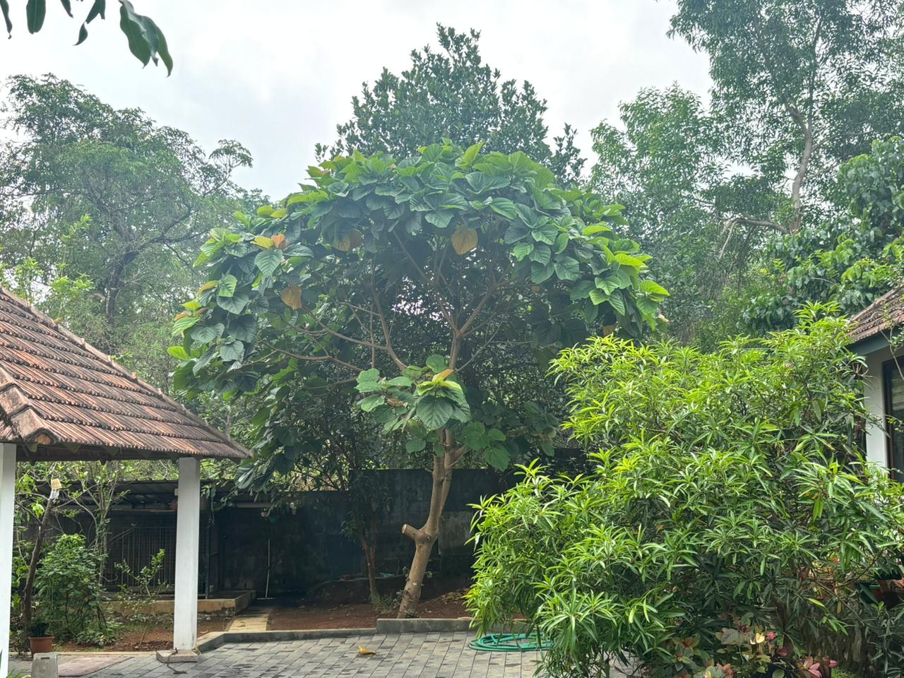 Peaceful surroundings at Bluewoods Homestay